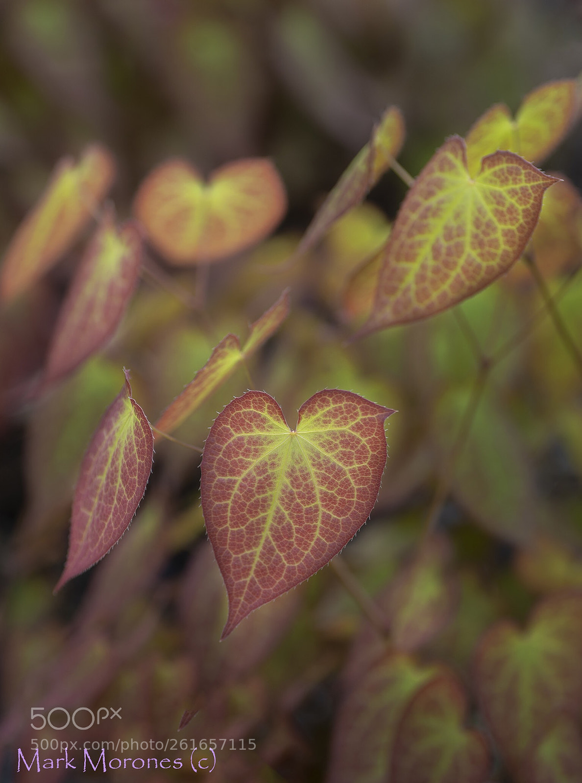 Pentax K-1 sample photo. Pastel garden photography