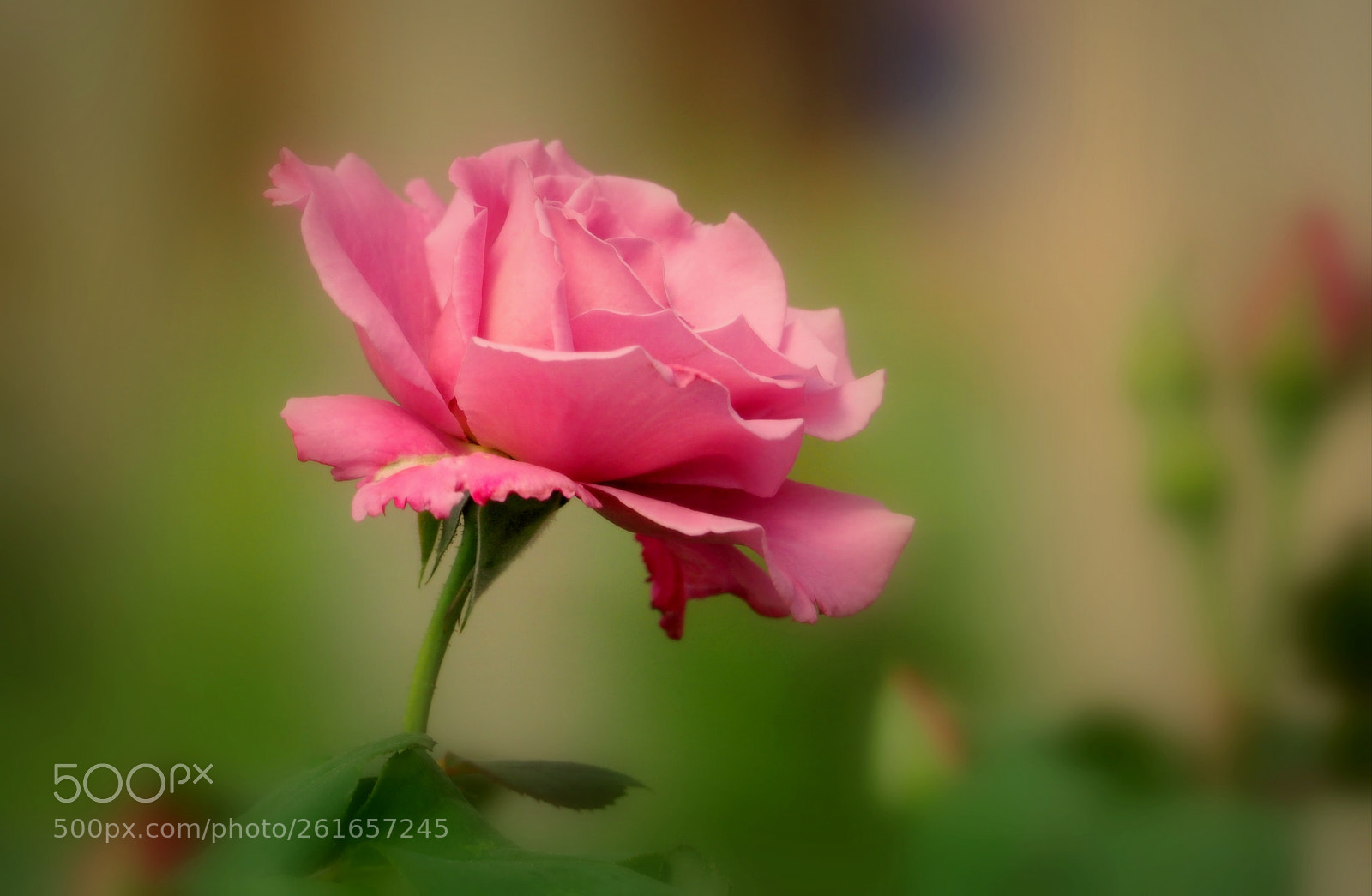 Olympus OM-D E-M1 sample photo. Rose.. photography