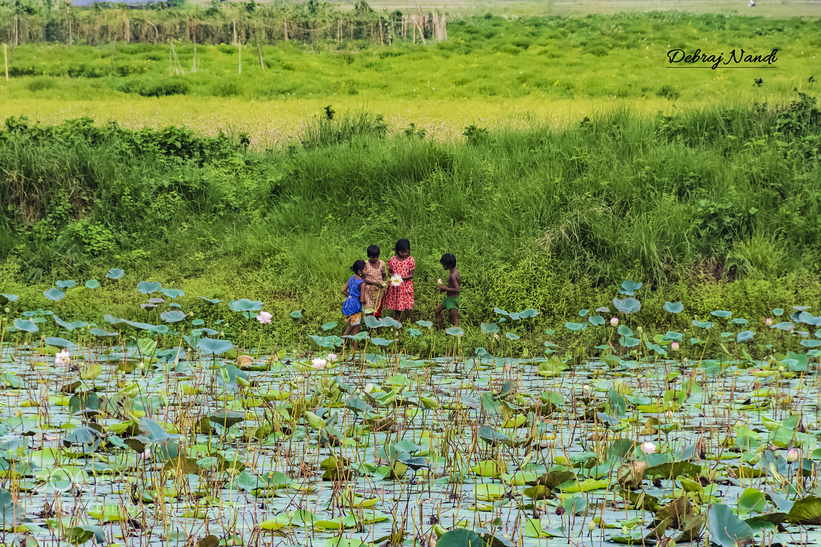 Nikon D7200 sample photo. Lotus harvest photography