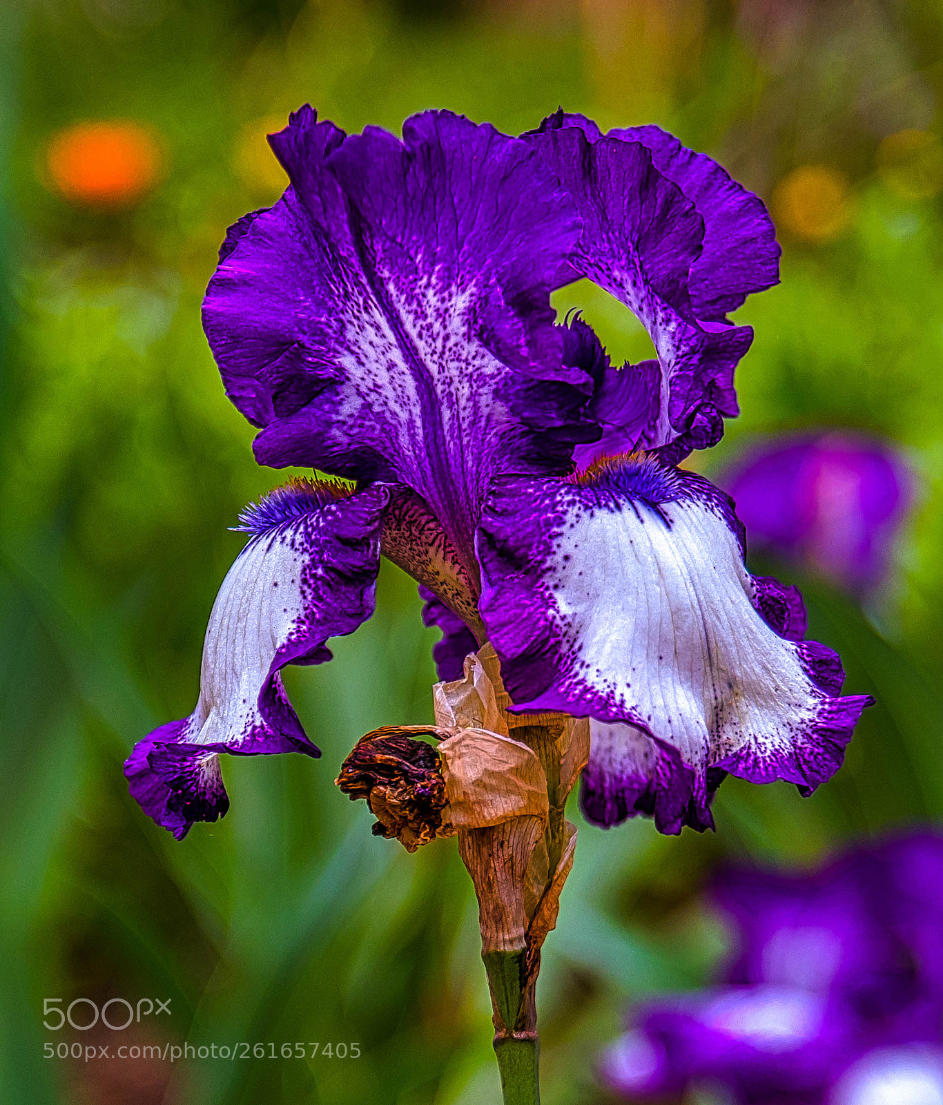 Canon EOS 80D sample photo. Iris germanica photography