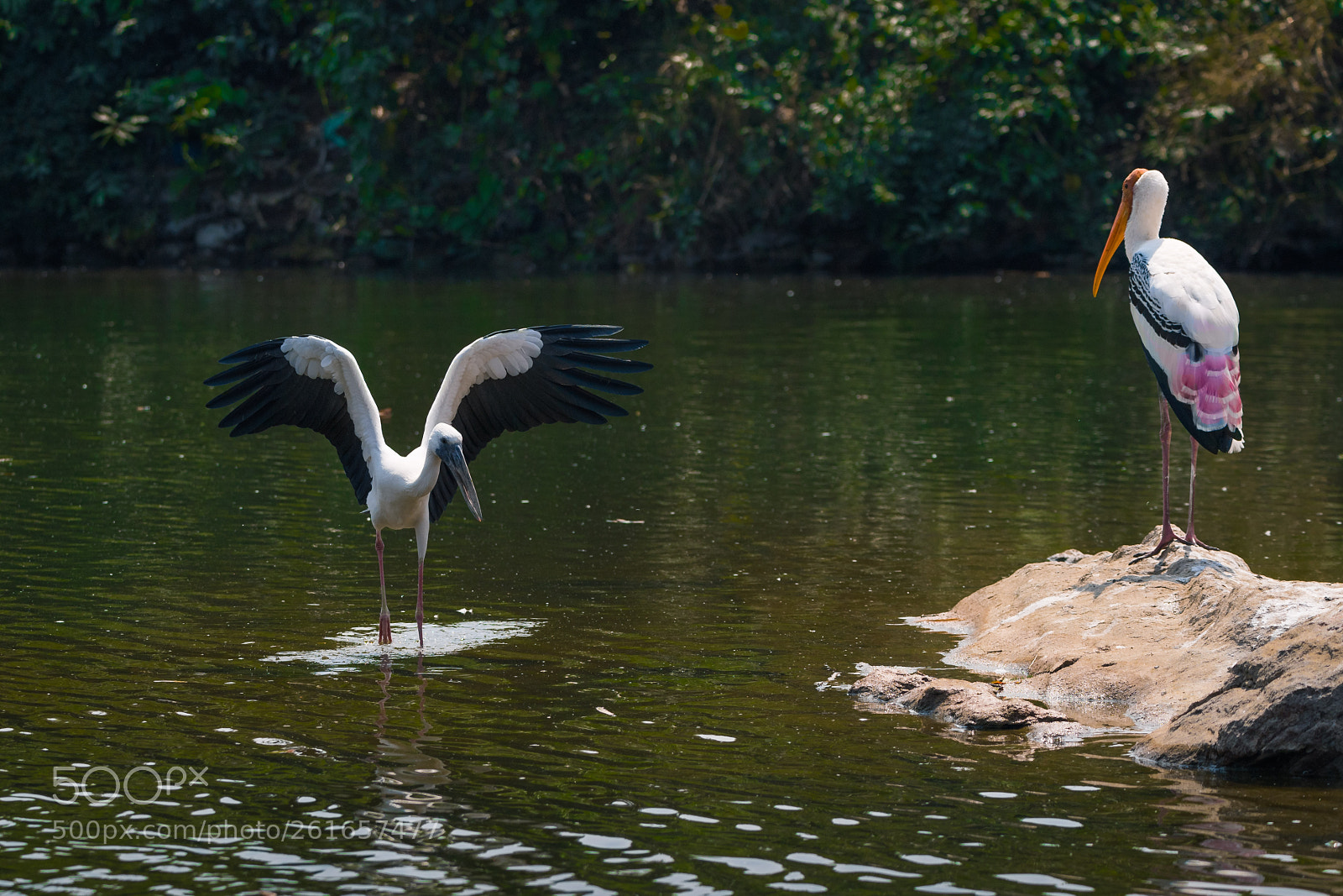 Nikon D5 sample photo. Ibis & the painted stork photography