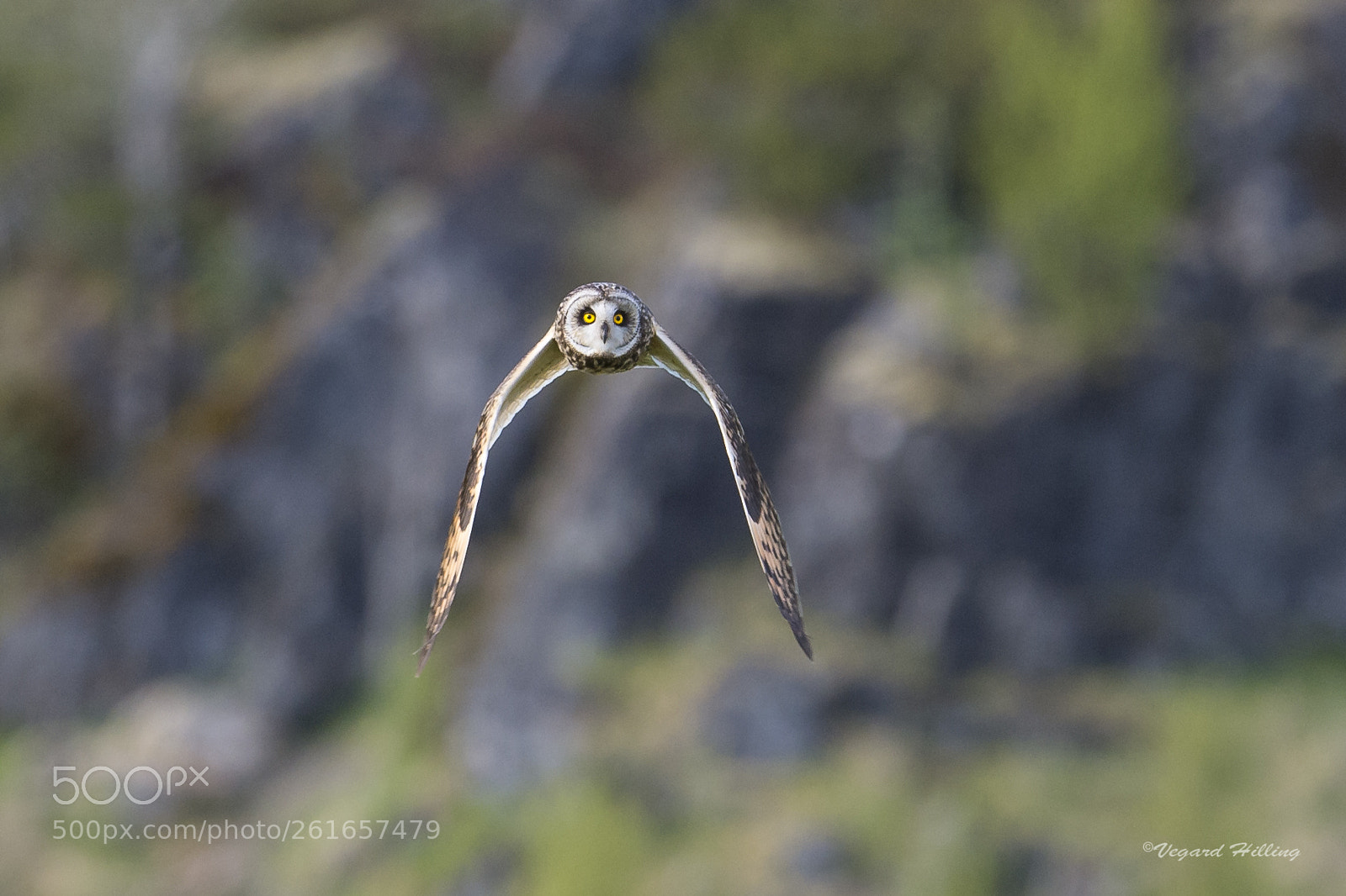 Nikon D4 sample photo. Short eared owl photography
