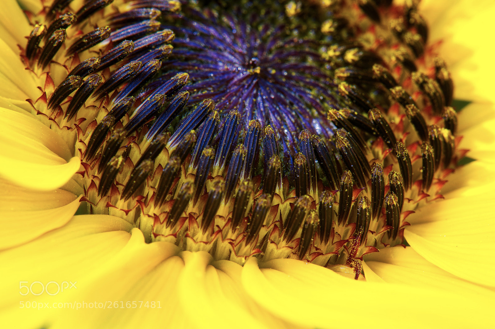 Nikon D850 sample photo. Inner world of a photography