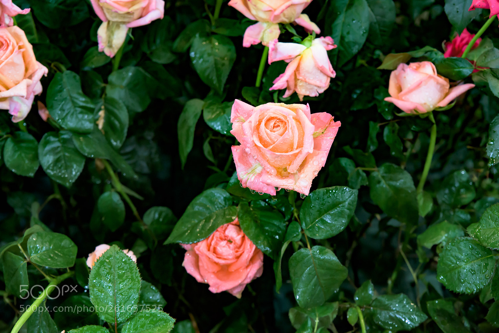 Nikon D810 sample photo. Wet rose photography