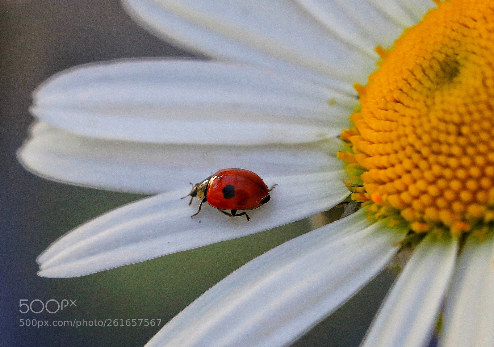 Canon EOS 5D Mark IV sample photo. Untitled photography