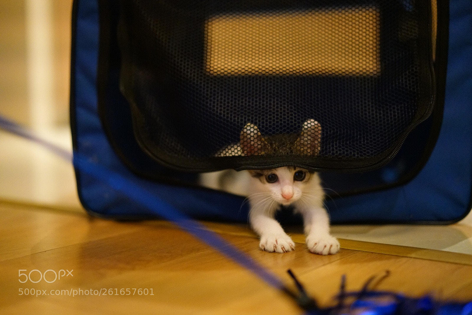 Sony a7R II sample photo. Steady... photography