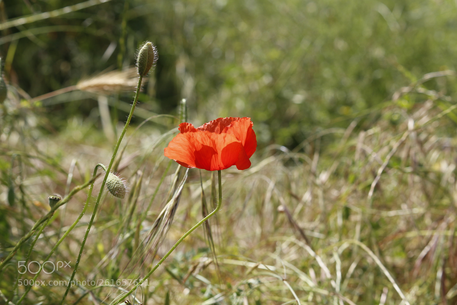 Canon EF-S 55-250mm F4-5.6 IS STM sample photo. Afrodita photography