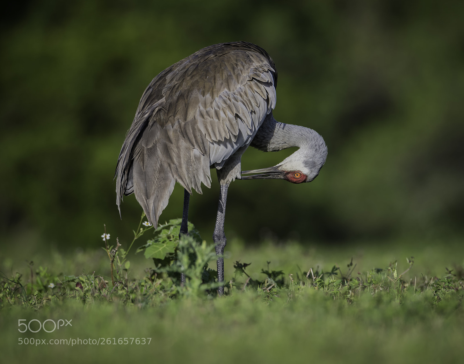 Nikon D850 sample photo. Let's preen... photography