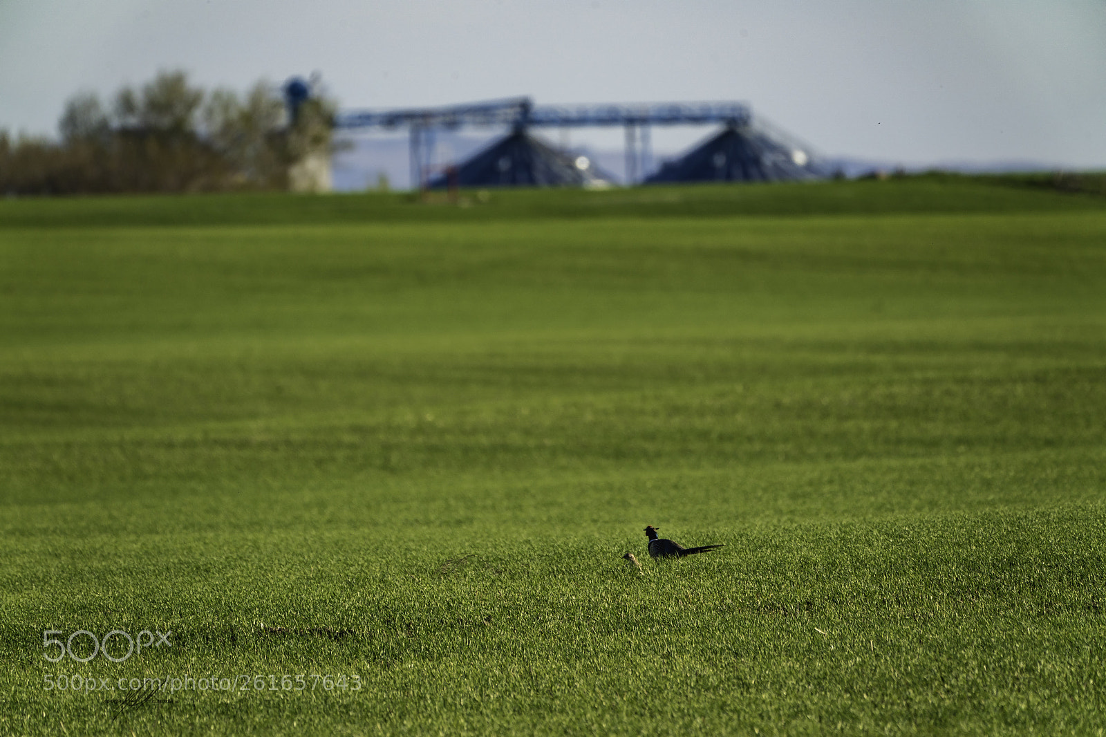 Sony a9 sample photo. Idahio birds pheasents photography