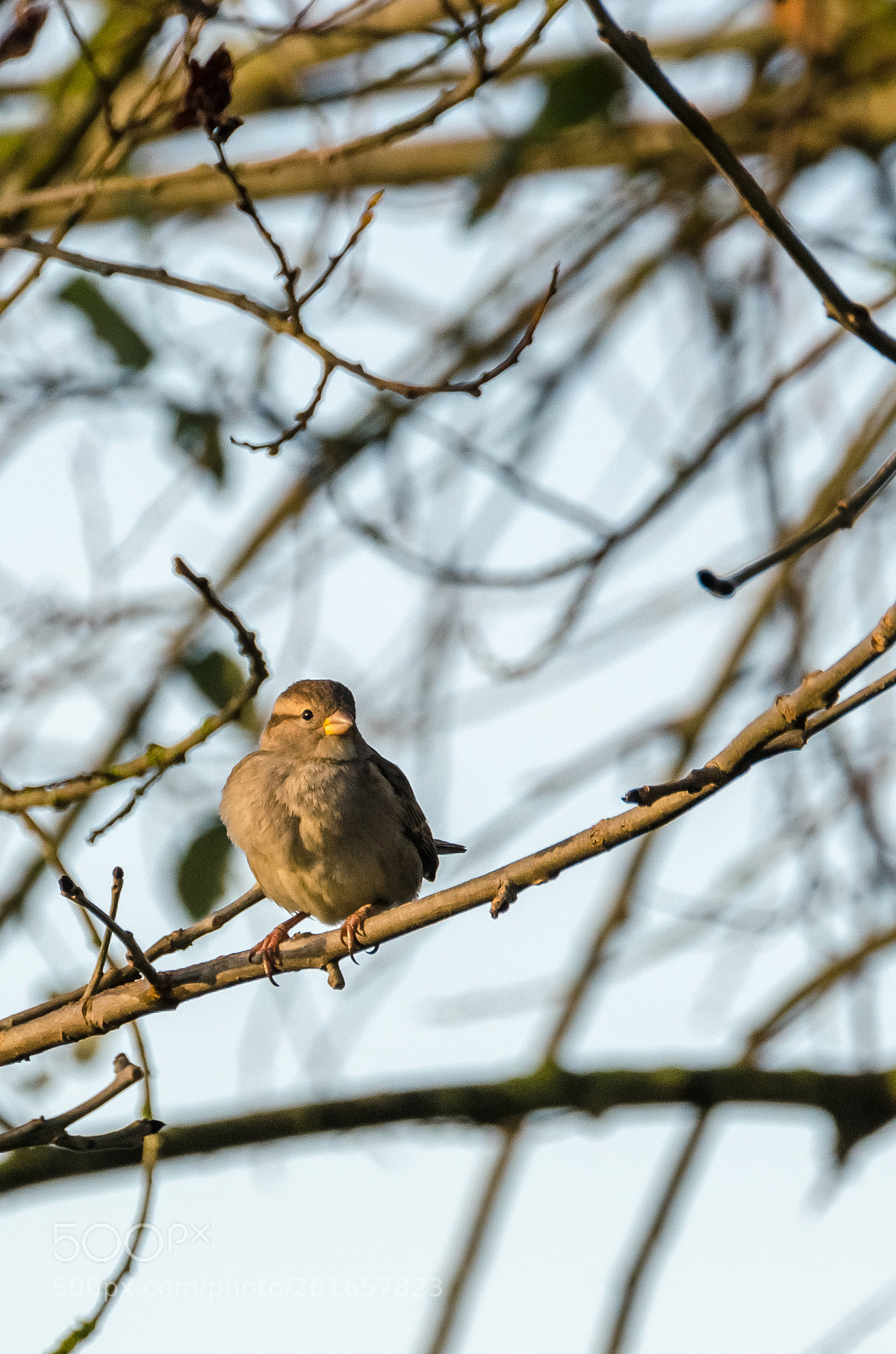 Nikon D5100 sample photo. Moineau femelle female sparrow photography