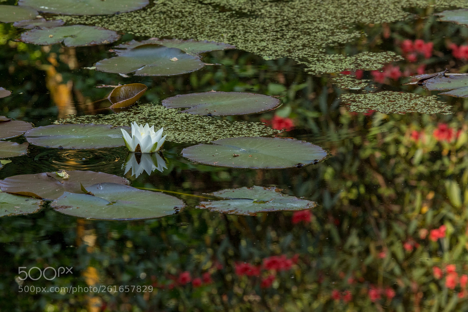 Canon EOS 5D Mark IV sample photo. Inverewe gardens photography
