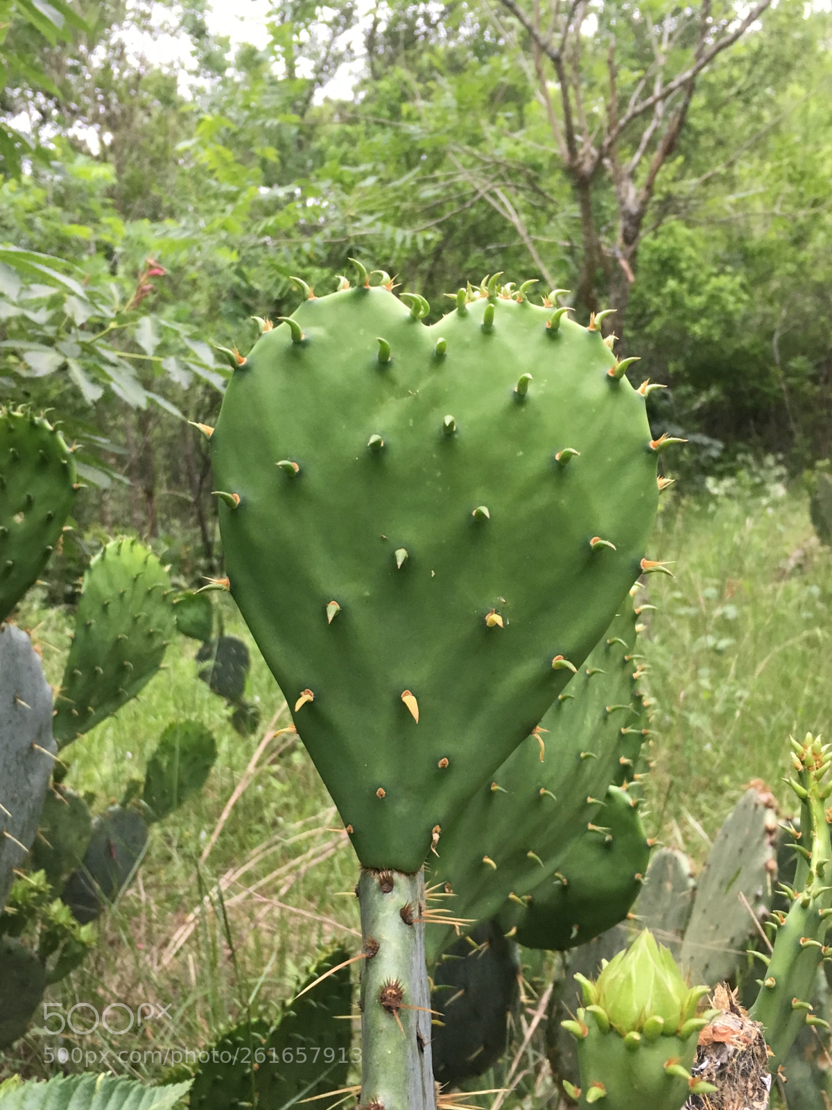 Apple iPhone 6s sample photo. Heart-shaped cactus photography