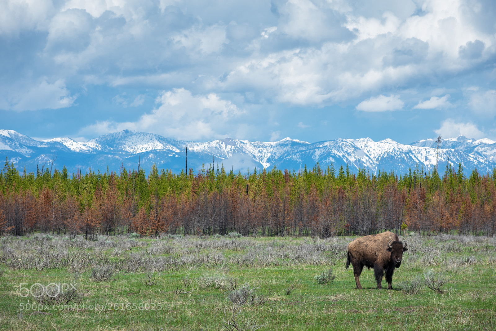Nikon D3400 sample photo. Lone bison- yellowstone photography