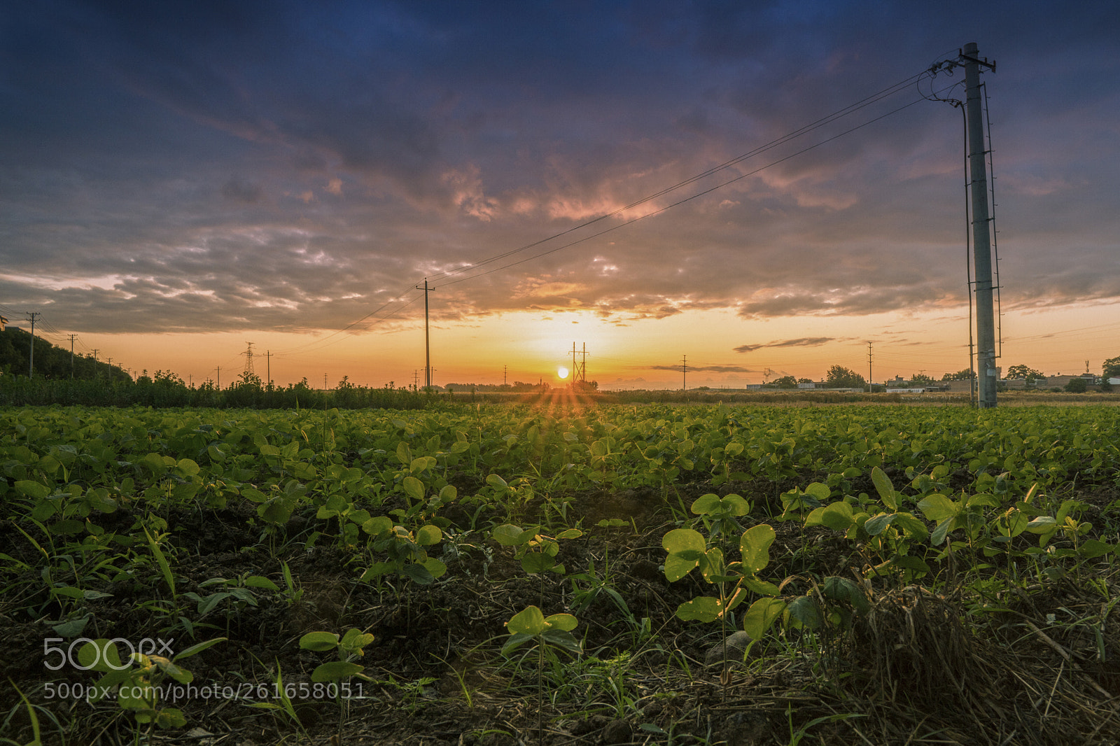 Sony a6300 sample photo. Field photography
