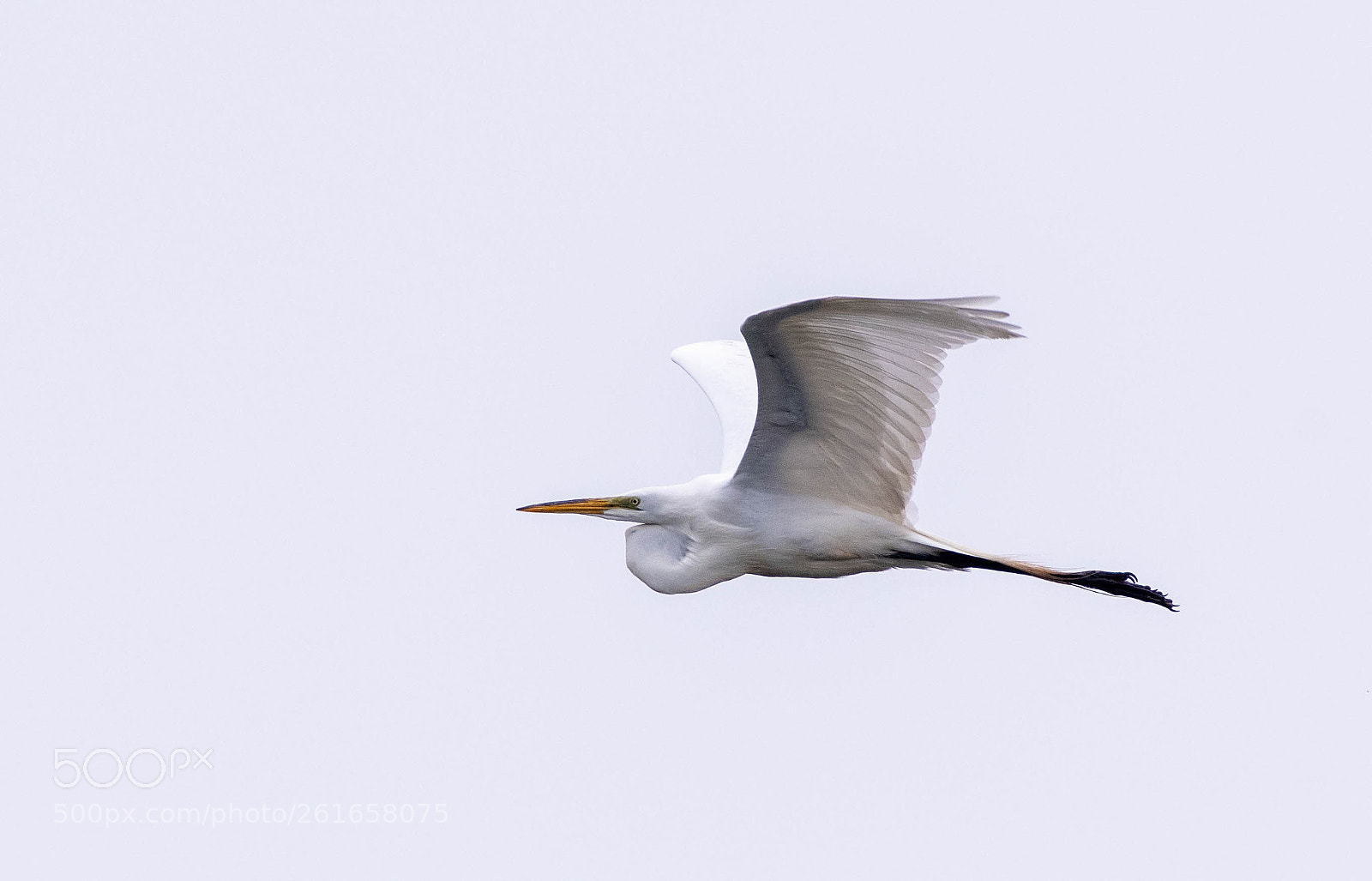 Nikon D500 sample photo. Great egret photography