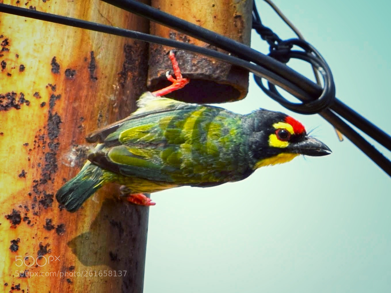 Nikon D3300 sample photo. Coppersmith barbet photography