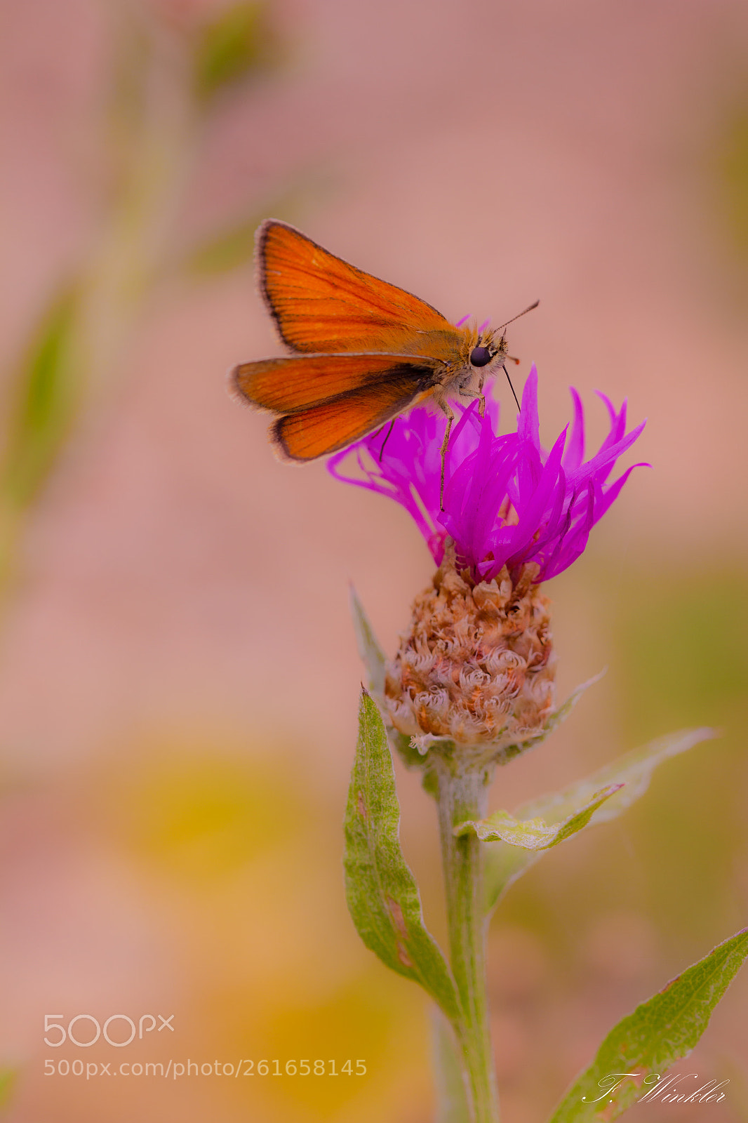 Canon EOS 600D (Rebel EOS T3i / EOS Kiss X5) sample photo. Orange & pink photography