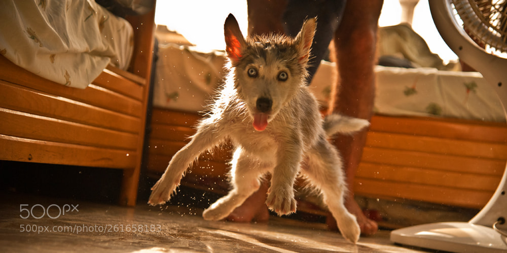 Nikon D700 sample photo. The husky that jumped photography