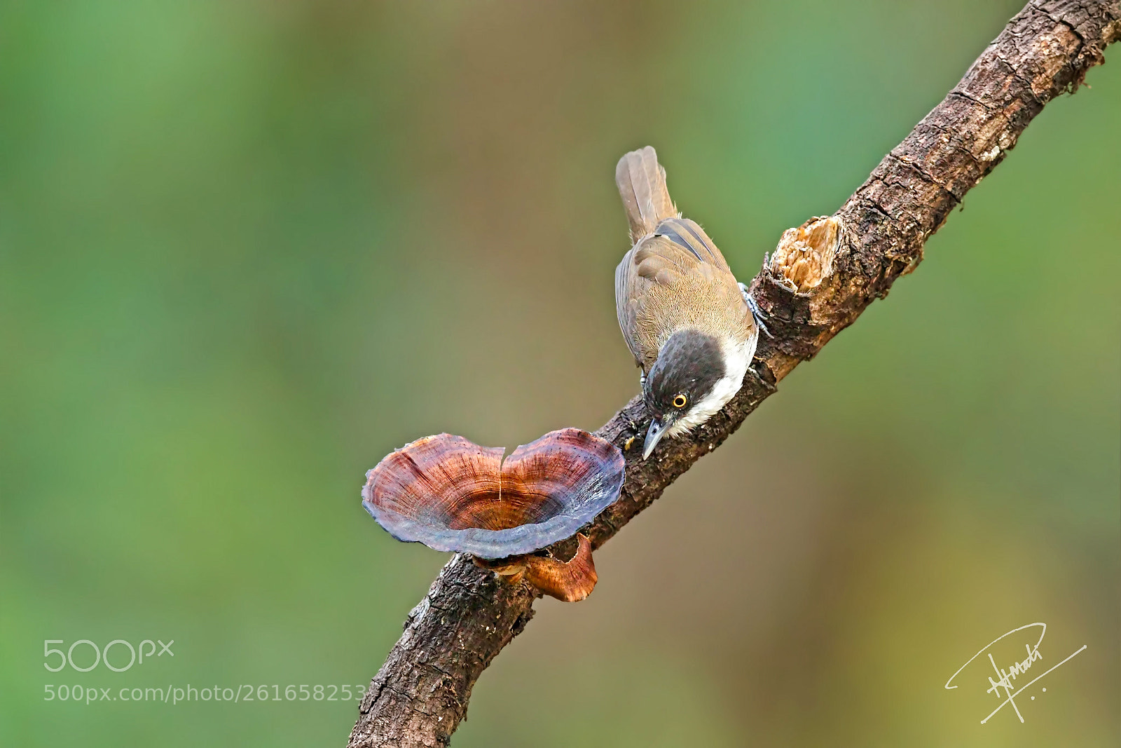 Canon EOS 5D Mark IV sample photo. Darkfrontedbabbler photography
