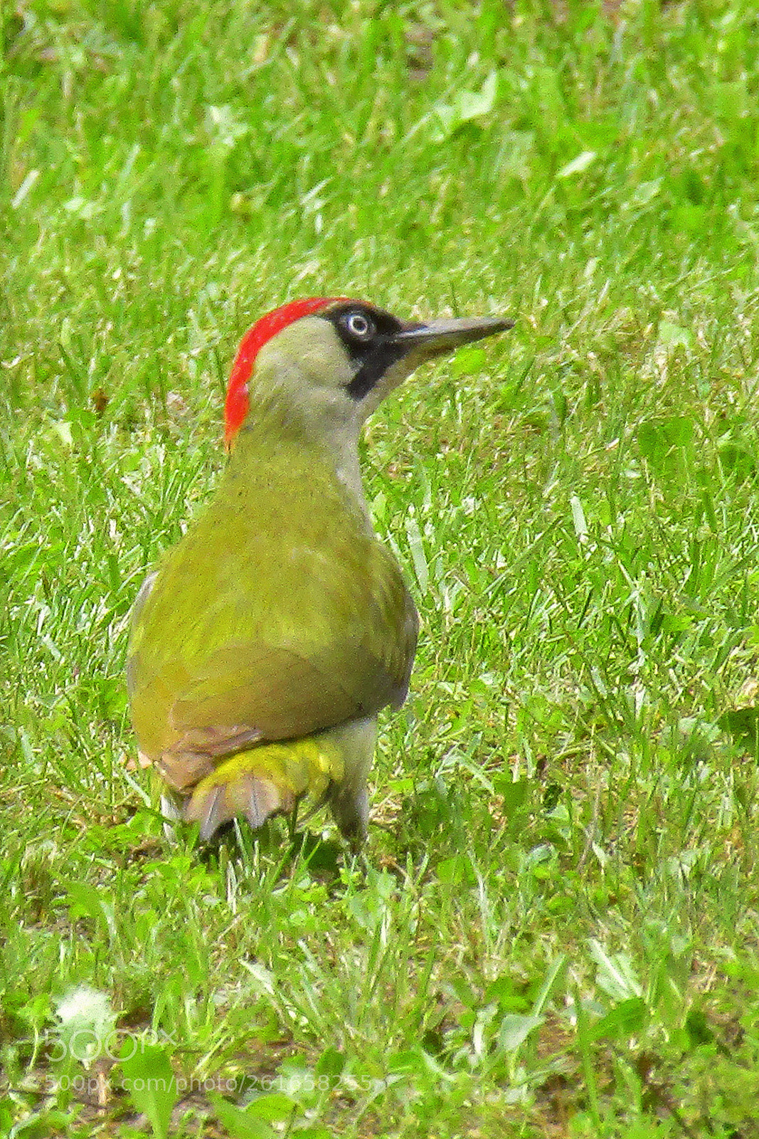 Canon POWERSHOT SX430 IS sample photo. Зеленый дятел photography
