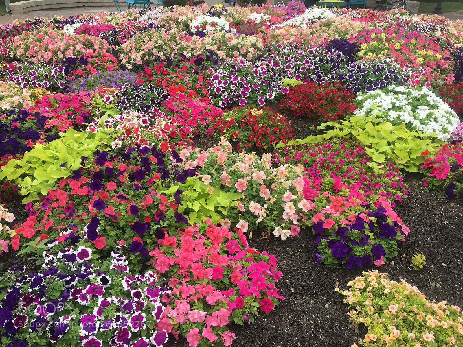 Apple iPhone 6s sample photo. Colorful flower bed photography