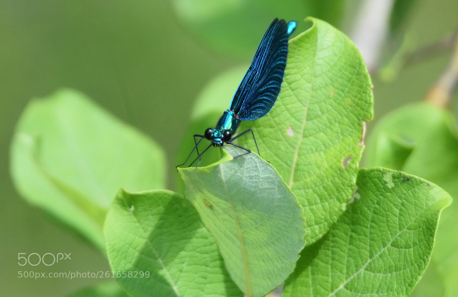 Nikon D7200 sample photo. "prachtjunfer in the green" photography