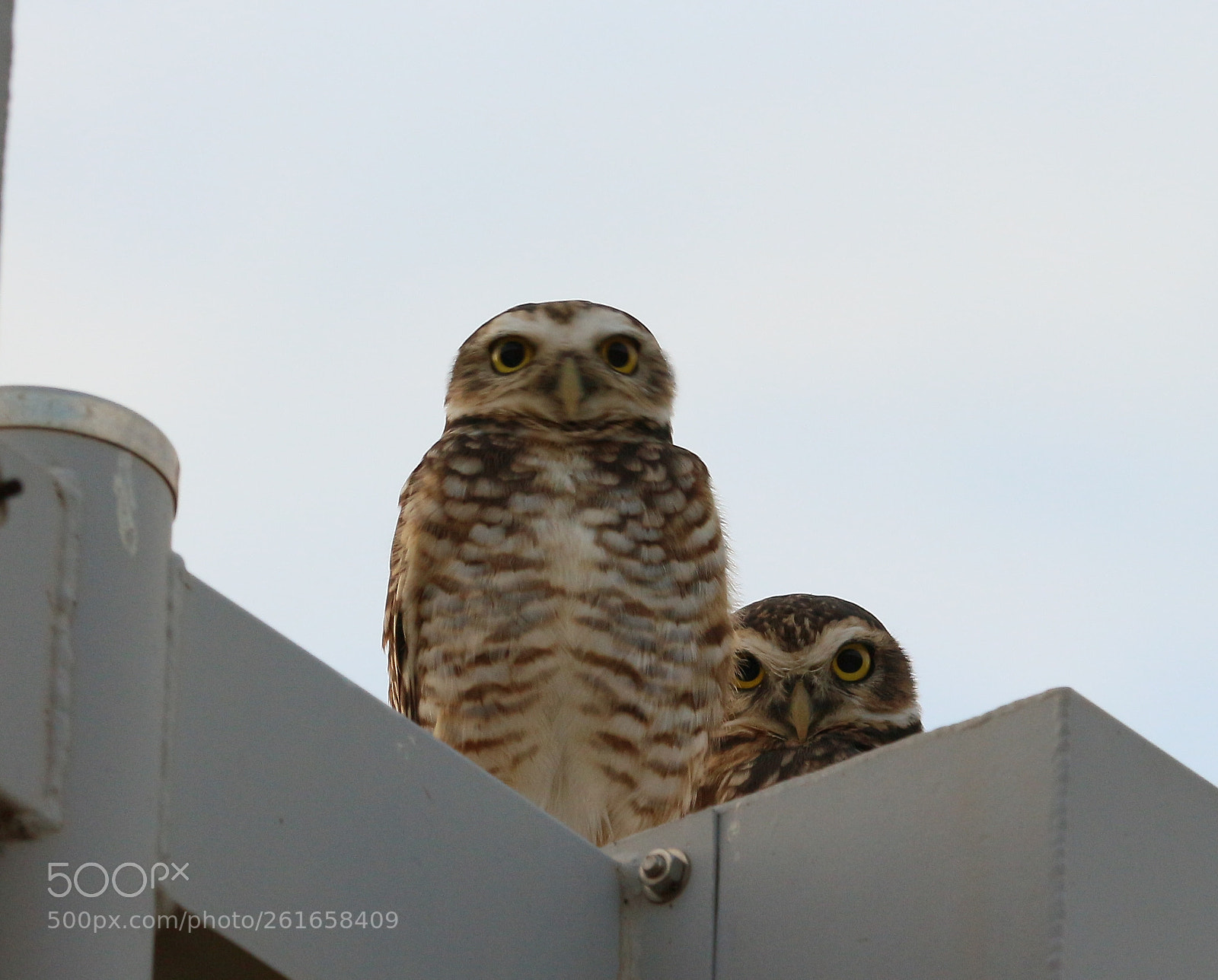 Canon EF-S 55-250mm F4-5.6 IS STM sample photo. Untitled photography