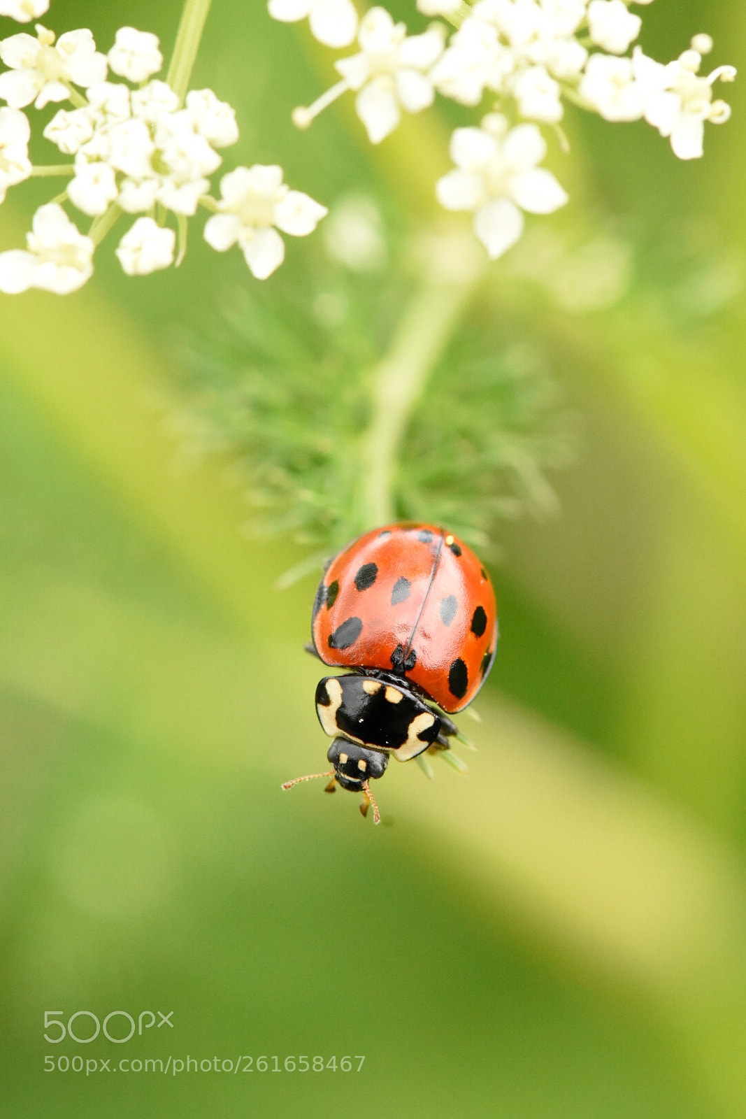 Nikon D7200 sample photo. Ladybug photography