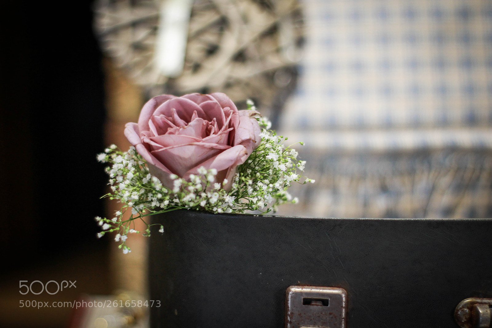 Canon EOS 700D (EOS Rebel T5i / EOS Kiss X7i) sample photo. A beautiful rose photography