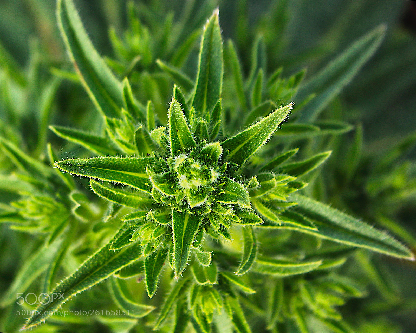 Canon EOS 700D (EOS Rebel T5i / EOS Kiss X7i) sample photo. Green star photography