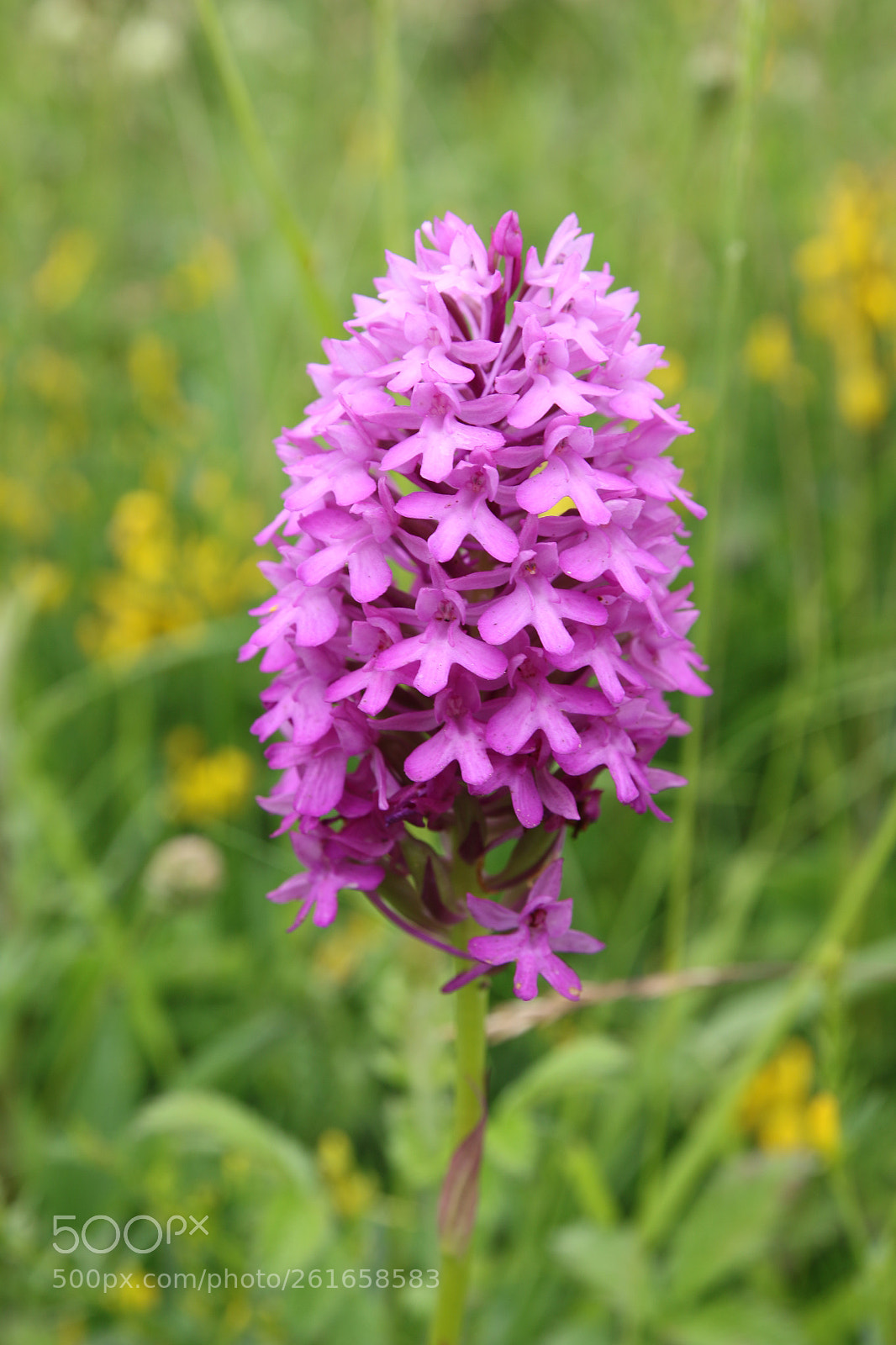 Canon EOS 70D sample photo. Orchidée de normandie photography