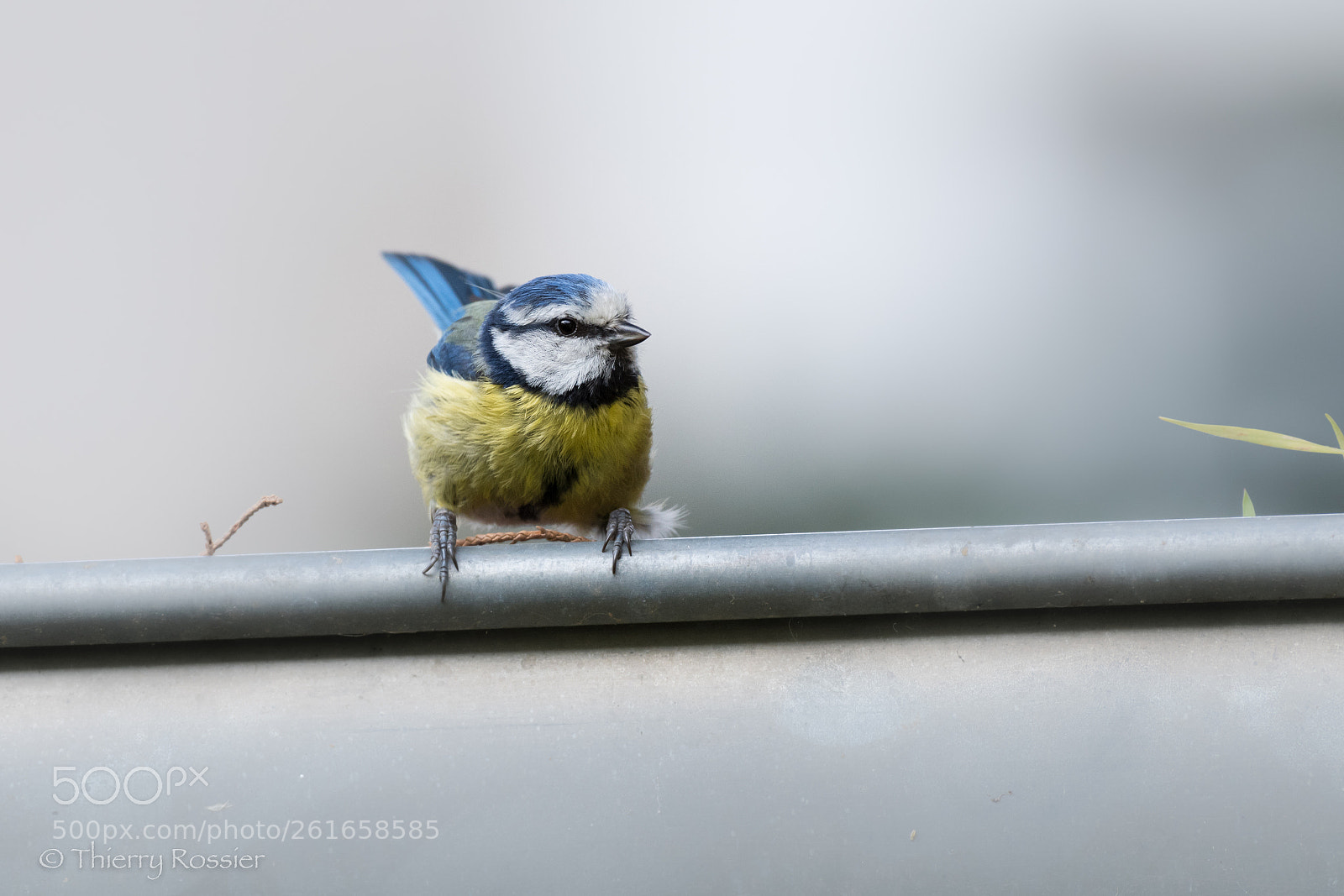 Nikon D500 sample photo. Blue tit photography
