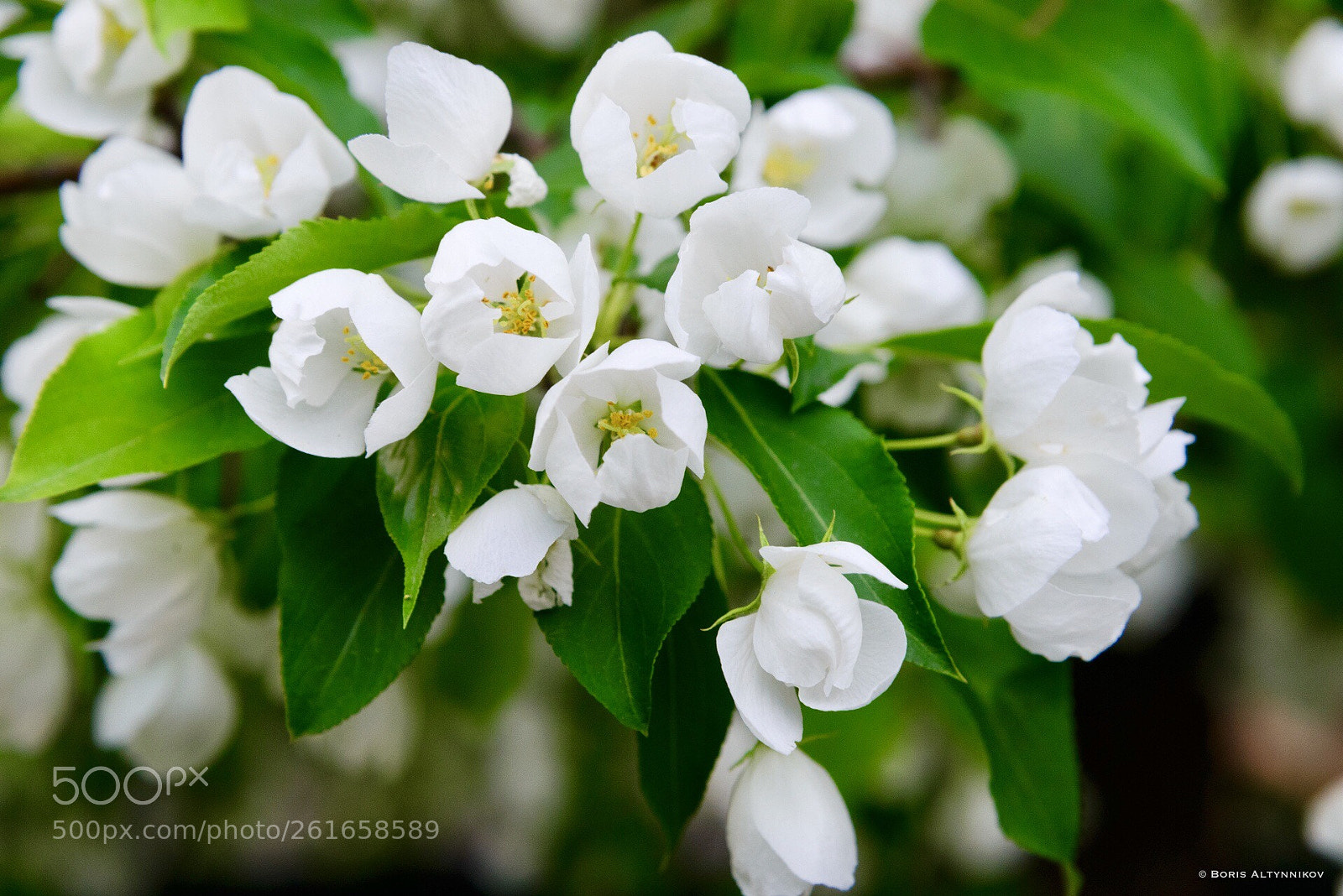 Nikon D610 sample photo. *** photography
