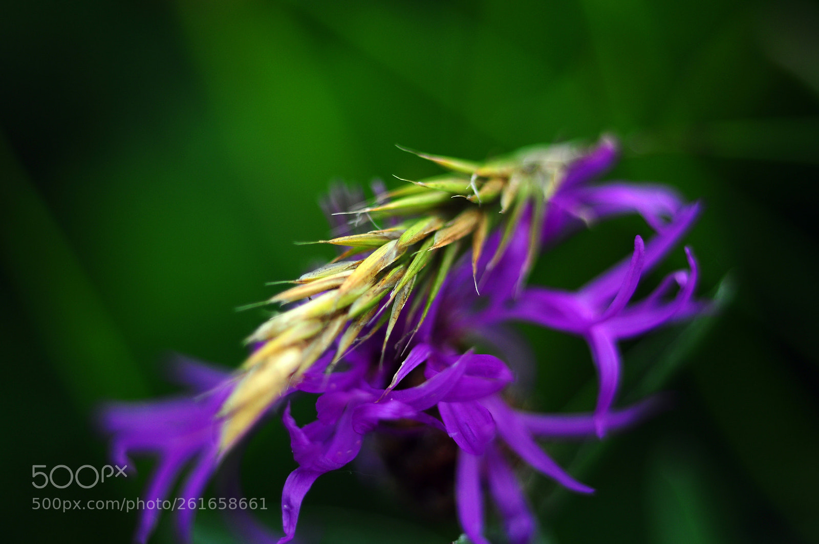 Nikon D90 sample photo. Fusion florale photography