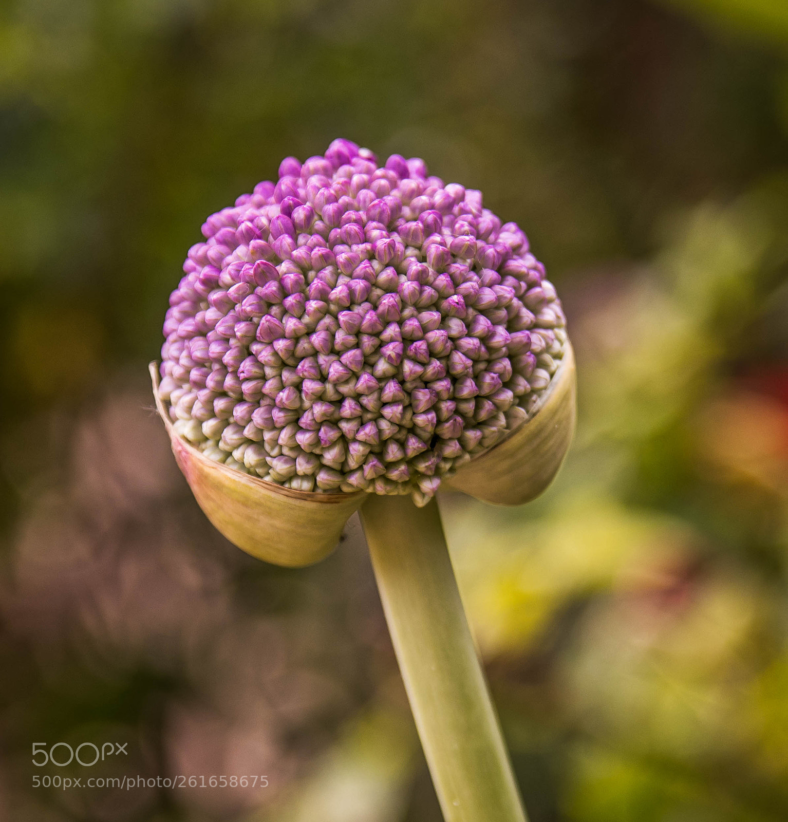 Canon EOS 80D sample photo. Elephant garlic photography