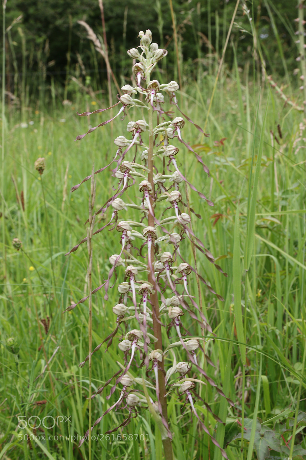 Canon EOS 70D sample photo. Orchidée de normandie photography