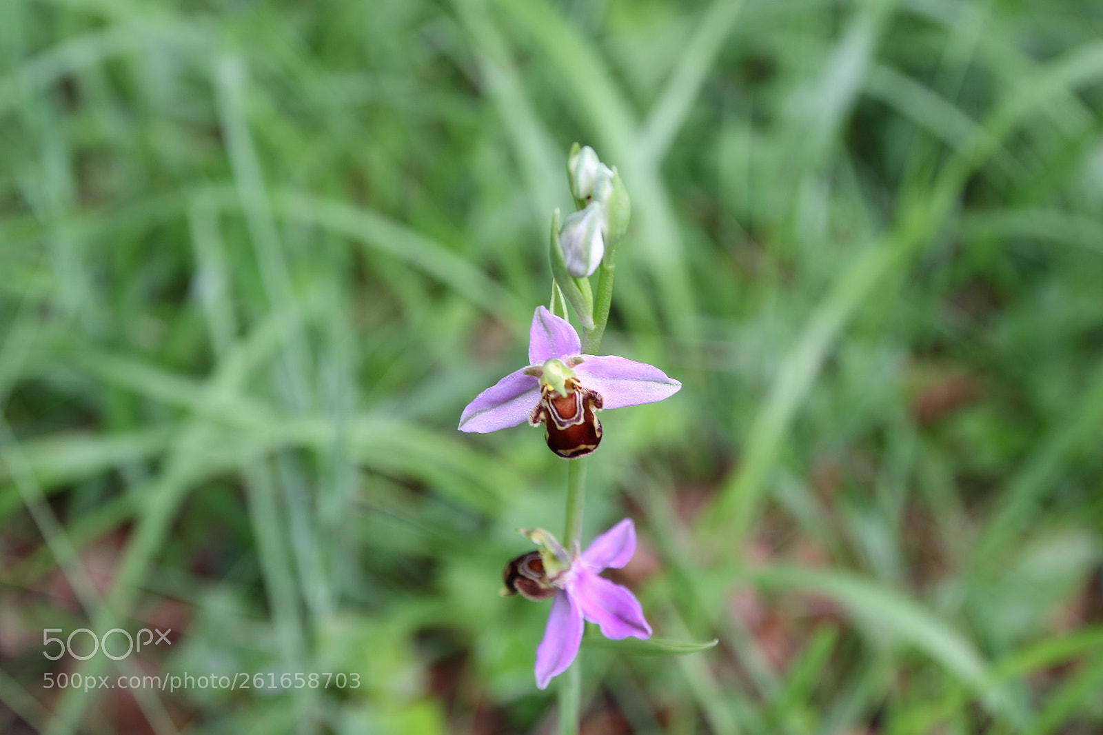 Canon EOS 70D sample photo. Orchidée de normandi photography