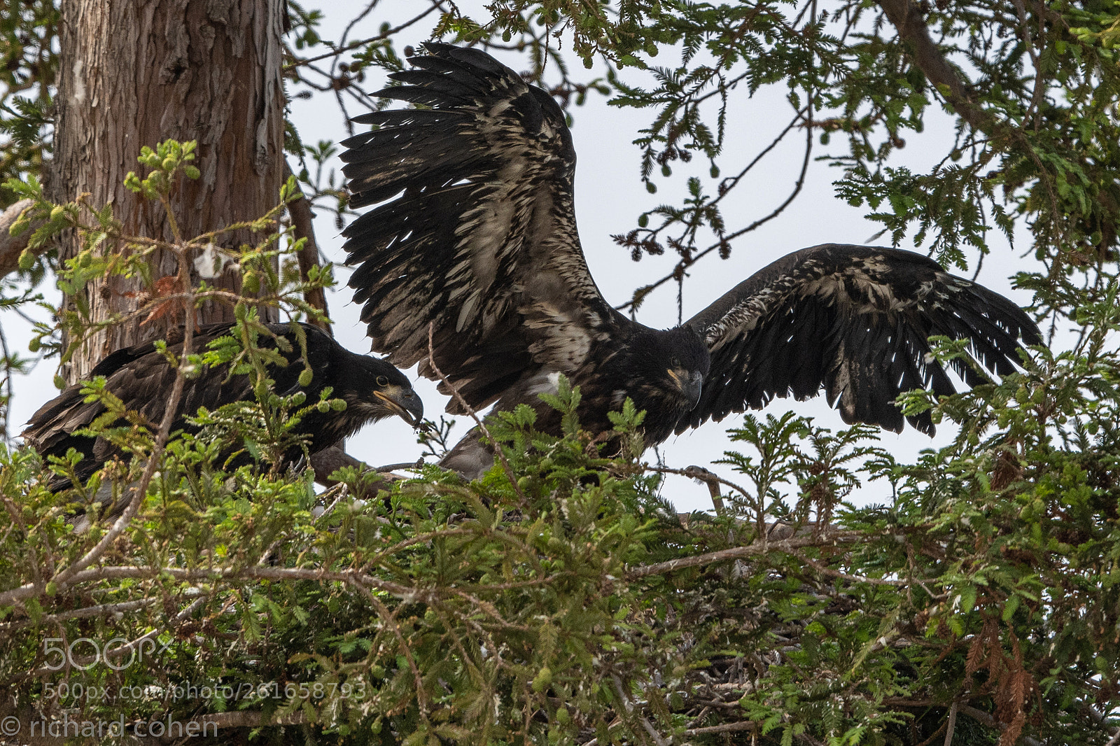 Nikon D850 sample photo. Almost ready to fly.... photography