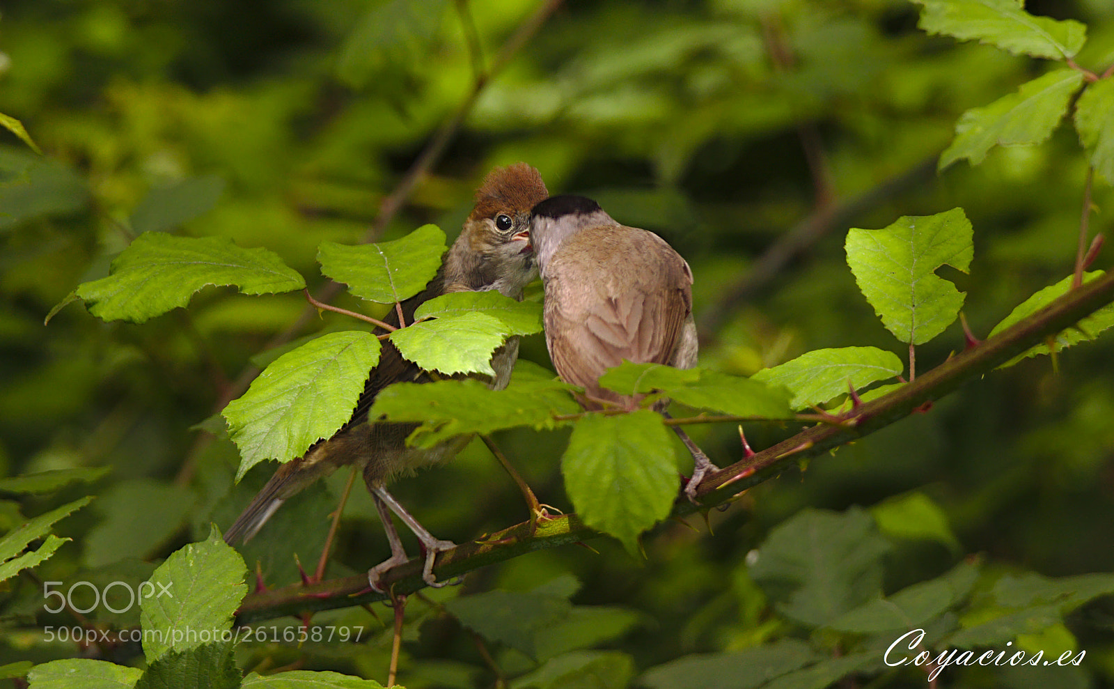 Canon EOS 7D Mark II sample photo. Curruca capirotada (sylvia atricapilla) photography