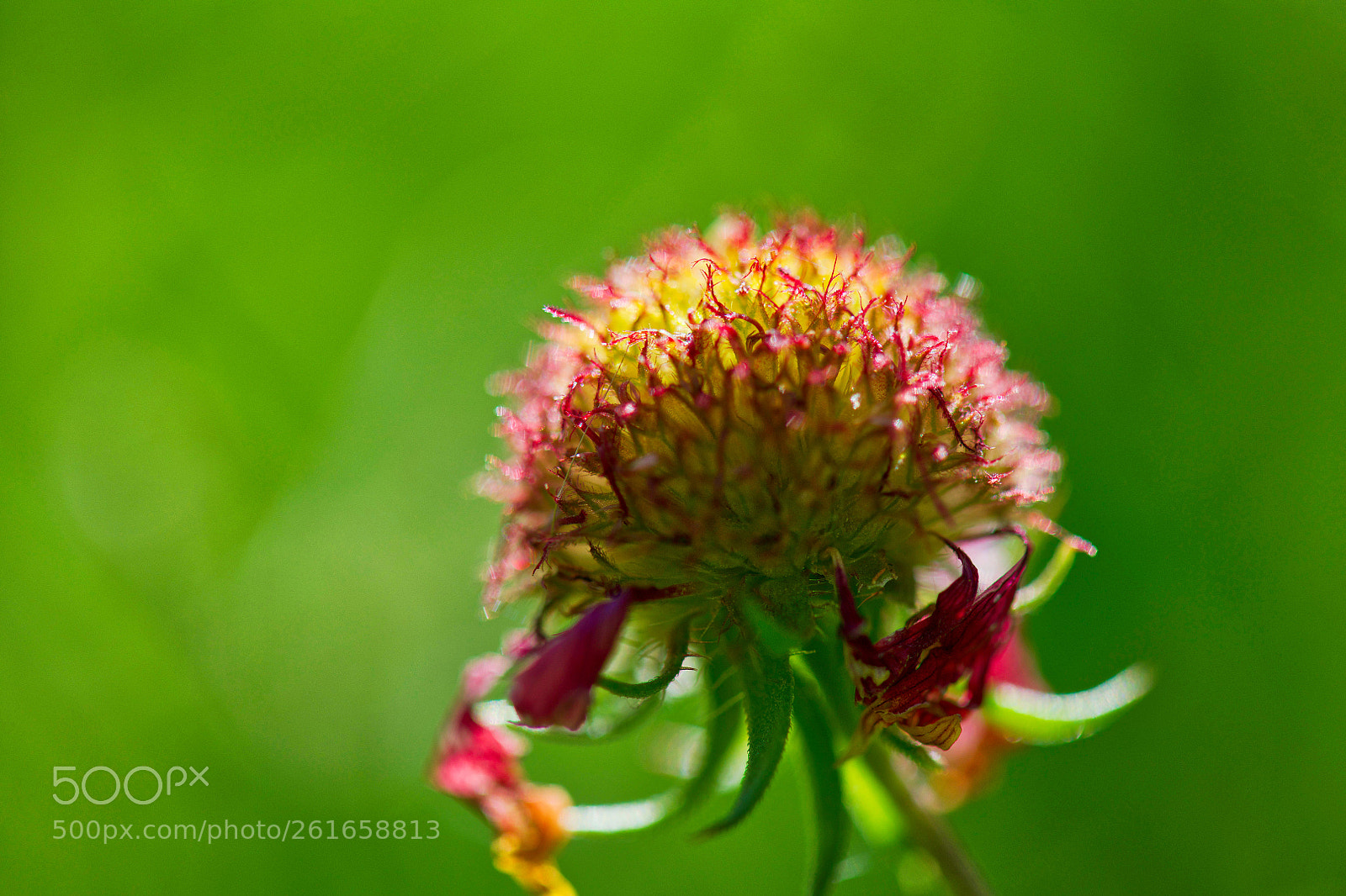 Nikon D850 sample photo. Indian blanket life cycle photography