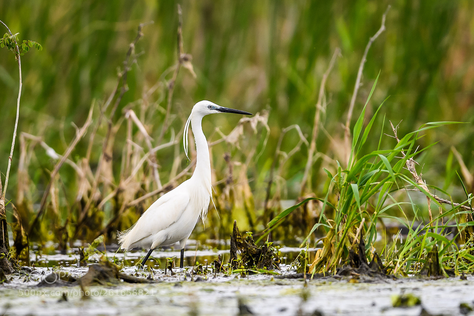 Nikon D5 sample photo. White great egret photography