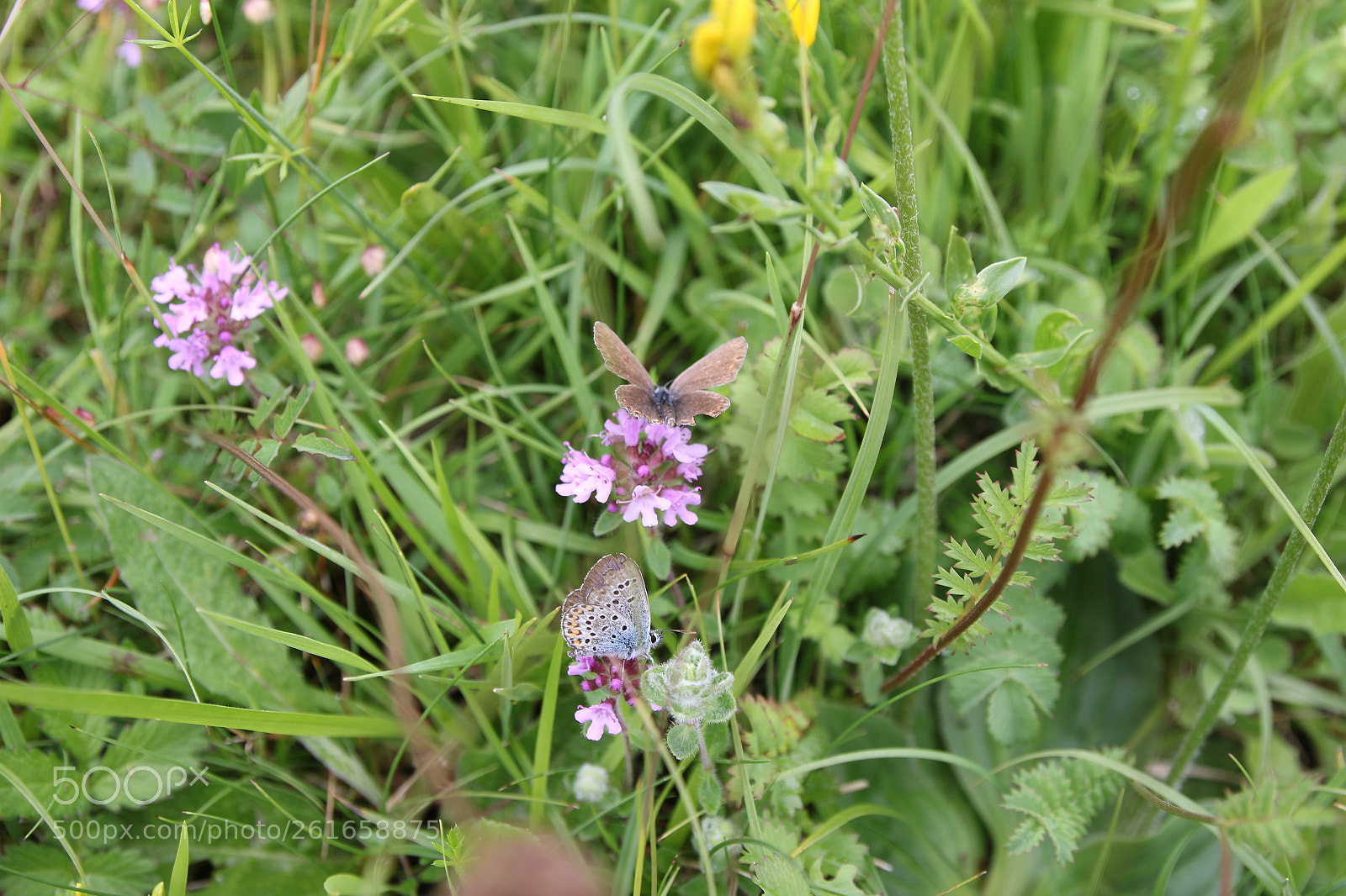 Canon EOS 70D sample photo. Papillons photography