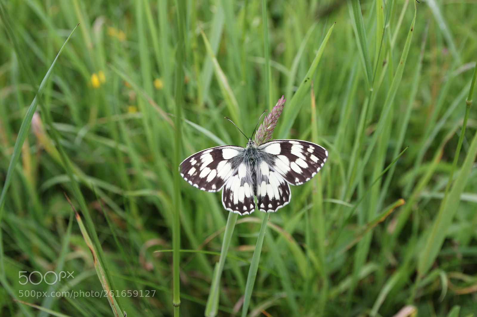 Canon EOS 70D sample photo. Papillon photography