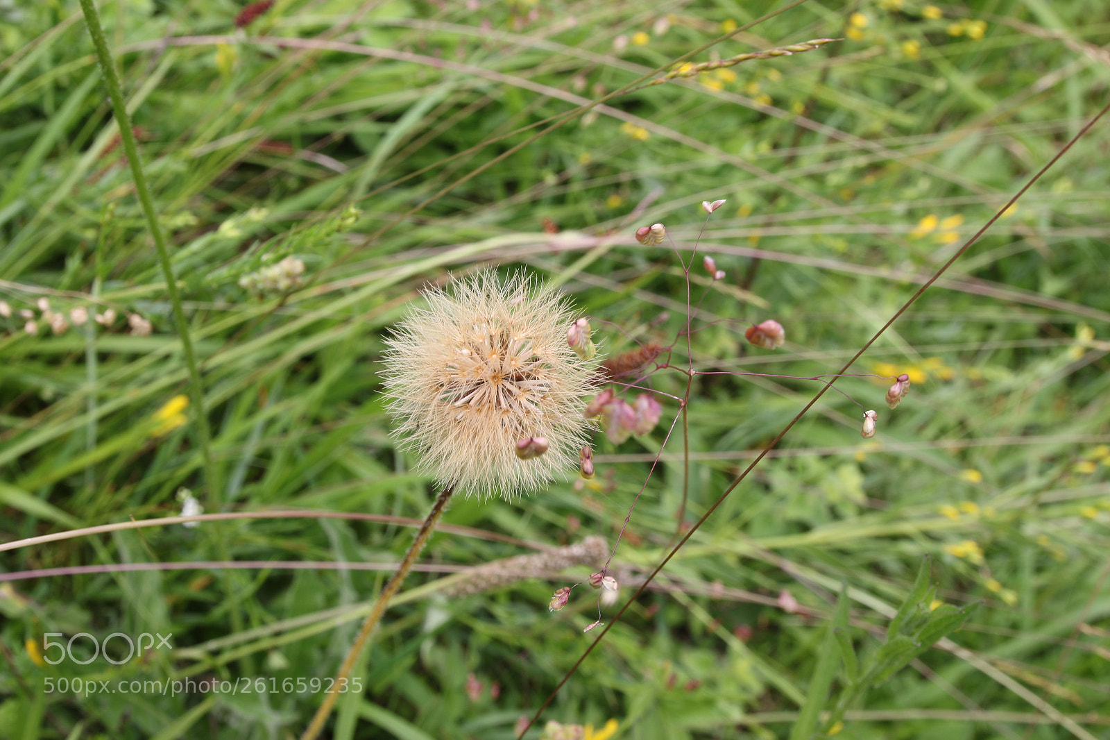 Canon EOS 70D sample photo. Fleurs normandes photography