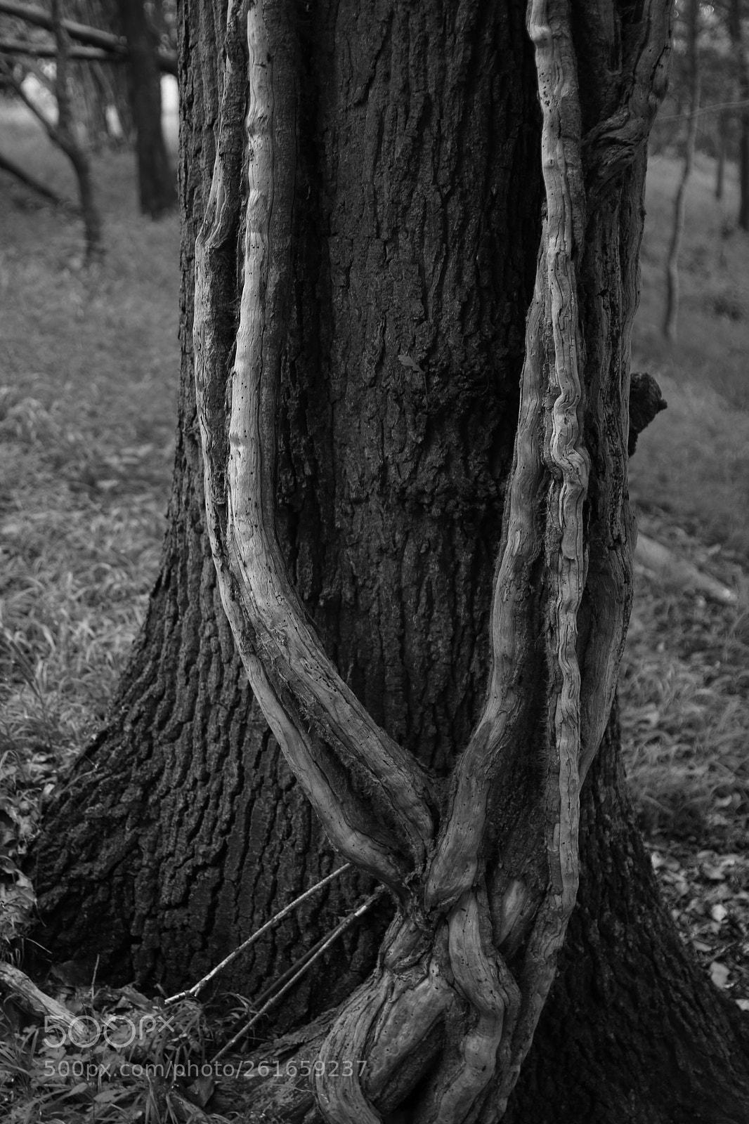 Canon EOS 70D sample photo. Sous bois photography