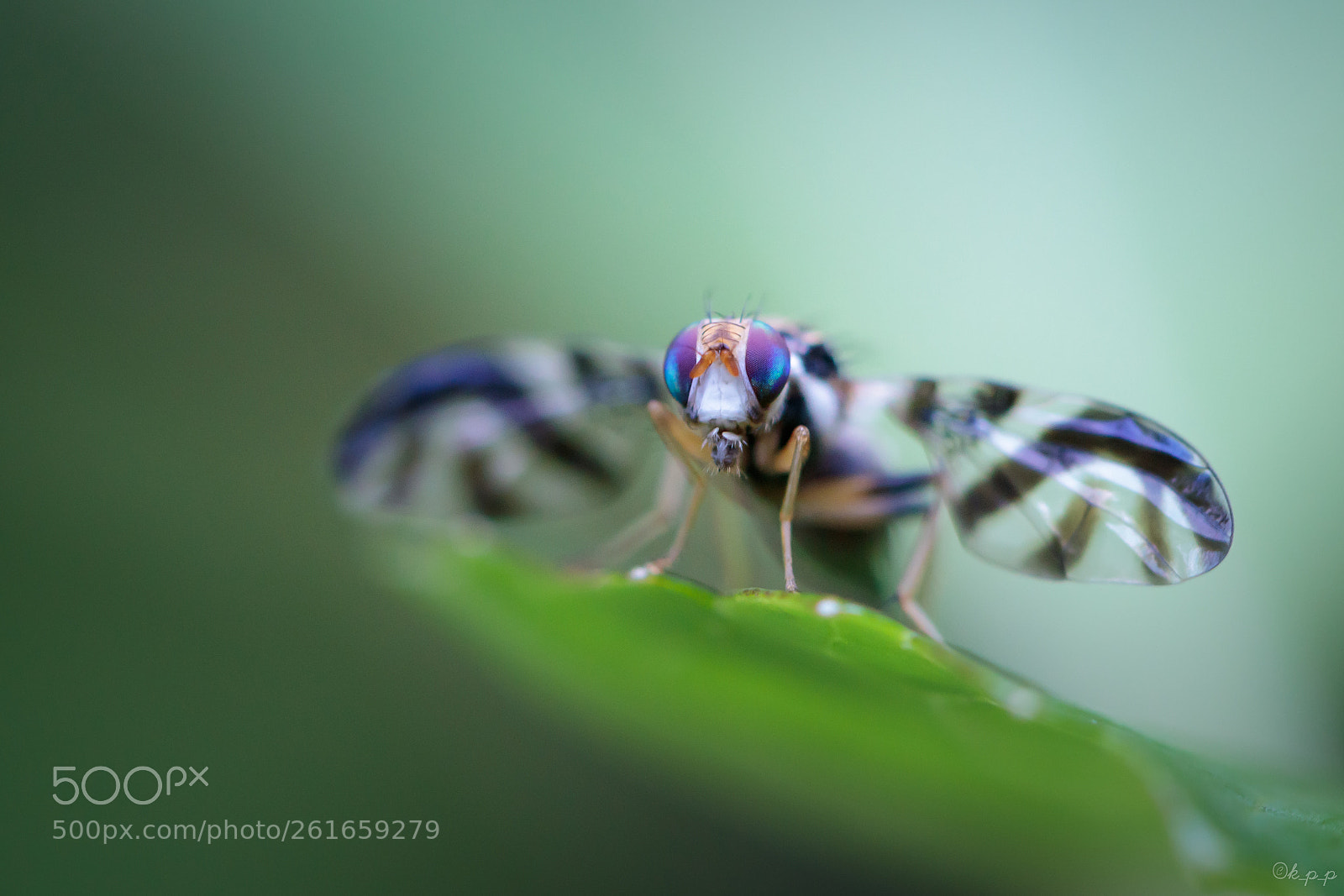 Canon EOS 80D sample photo. Blue eyes photography