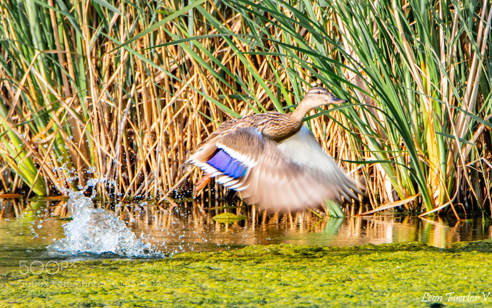 Nikon D7500 sample photo. El despegue del pato photography