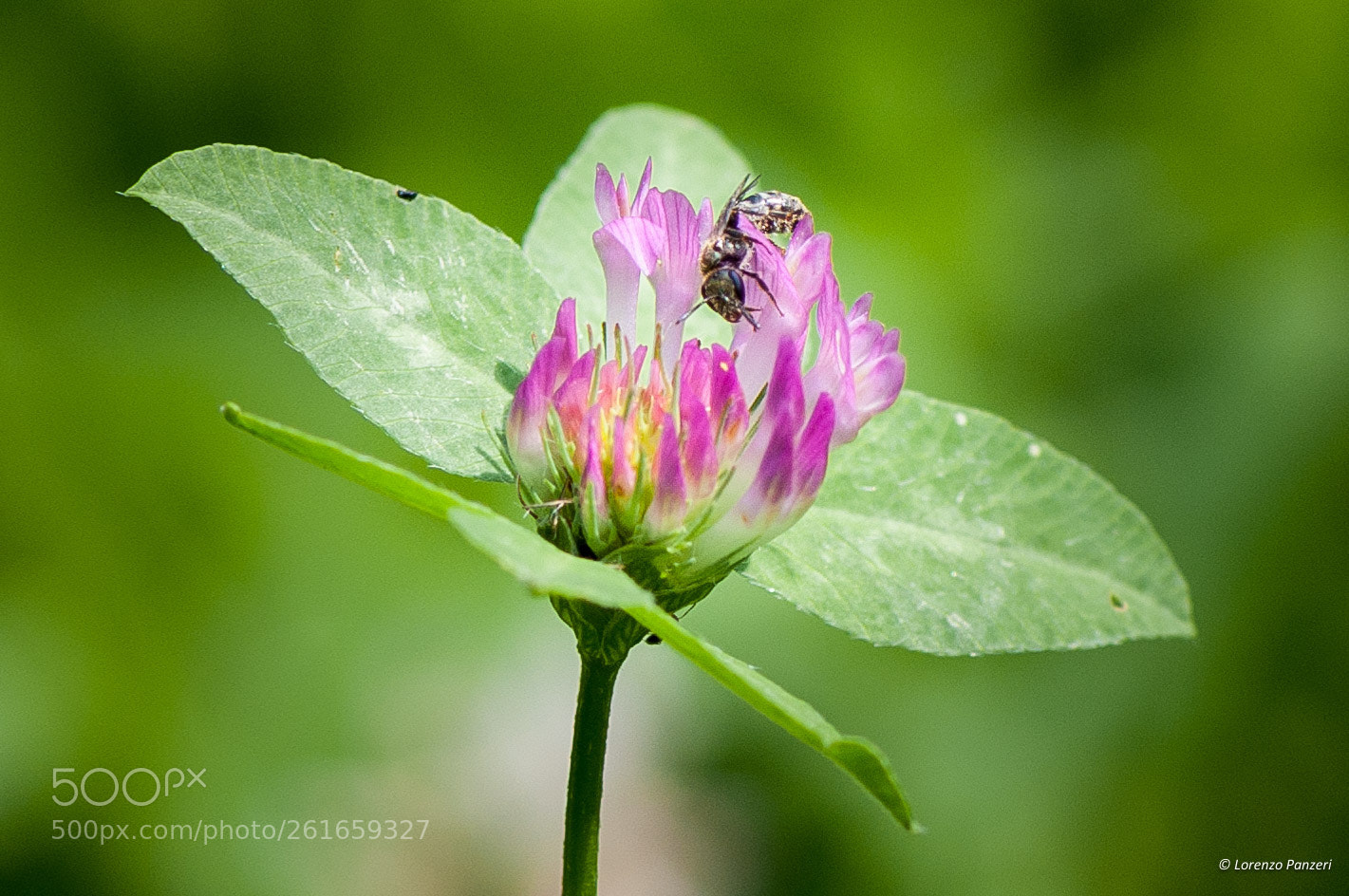 Nikon D90 sample photo. Purple flower and... its photography