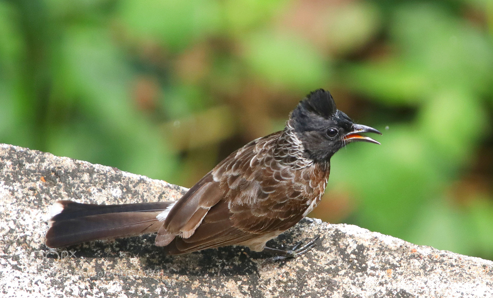 Canon EOS 80D sample photo. Red vented bulbul photography
