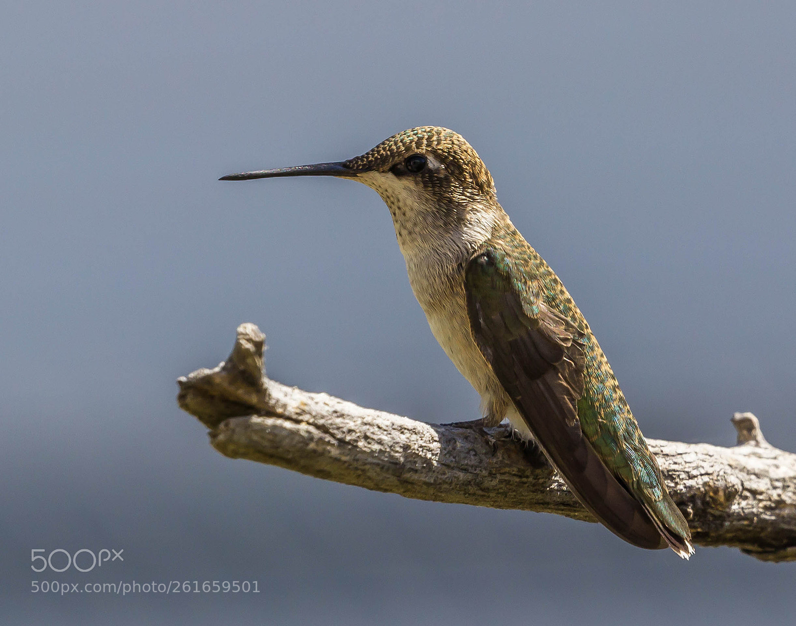 Canon EOS 600D (Rebel EOS T3i / EOS Kiss X5) sample photo. Black chinned hummingbird photography